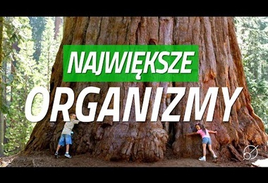 Kiedy żył największy organizm?