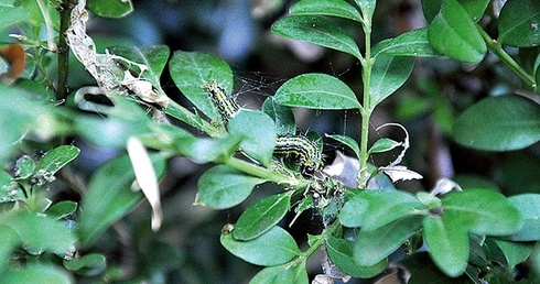 Ćma bukszpanowa potrafi w parę dni ogołocić krzew bukszpanu.