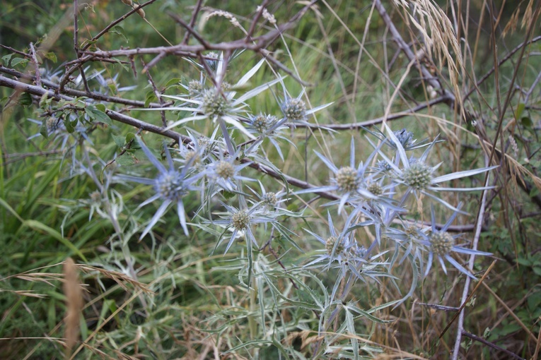 Młodzież ze Świętej Katarzyny w Asyżu