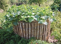 ▼	Ogórki na balotach ze słomy? Czemu nie!