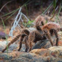 Jadowite pająki terroryzują Indie
