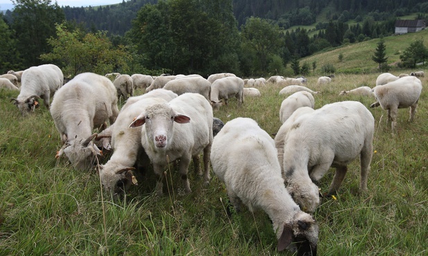 A co, gdy zagubiło się 99 owiec?