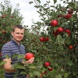 Jabłkobranie w pełni