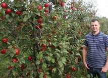 Jabłkobranie w pełni