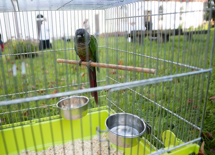 Błogosławieństwo zwierząt