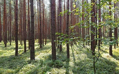 Zmiany klimatyczne spowodują, że w naszych lasach będzie mniej m.in. sosen i świerków, a więcej buków, jesionów, dębów.