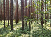 Zmiany klimatyczne spowodują, że w naszych lasach będzie mniej m.in. sosen i świerków, a więcej buków, jesionów, dębów.