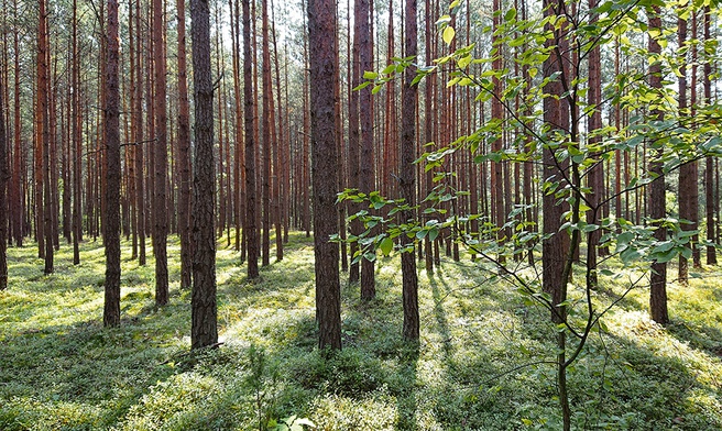 Zmiany klimatyczne spowodują, że w naszych lasach będzie mniej m.in. sosen i świerków, a więcej buków, jesionów, dębów.