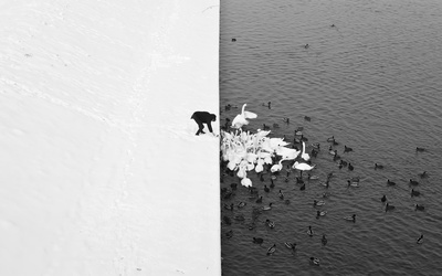 A Man Feeding Swans in the Snow - 1.