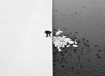 A Man Feeding Swans in the Snow - 1.