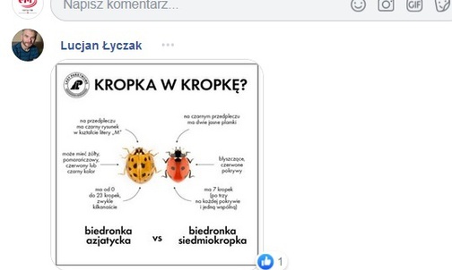 Śląskie. Plaga biedronek azjatyckich nie taka straszna 