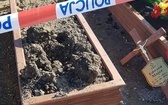 Zniszczone nagrobki na zabrzańskim cmentarzu    