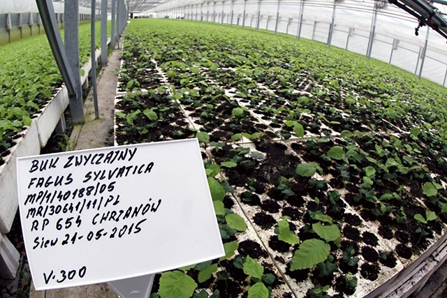 Zarząd Zieleni Miejskiej będzie mógł zaoszczędzone na nasadzeniach w Osobowicach pieniądze wykorzystać do realizacji innych proekologicznych celów. Na zdjęciu sadzonki. 