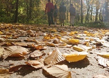 Złota polska jesień w pełnej krasie. 
Spacer nad jeziorem
24.10.2019 Pogoria