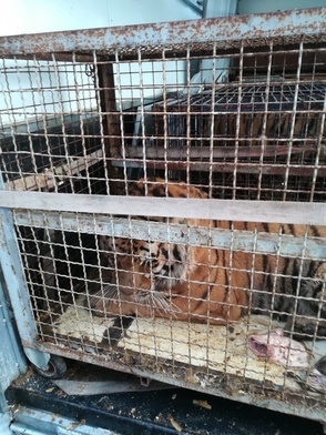Tygrysy utknęły na polsko-białoruskim przejściu granicznym. Trafią teraz do zoo w Poznaniu