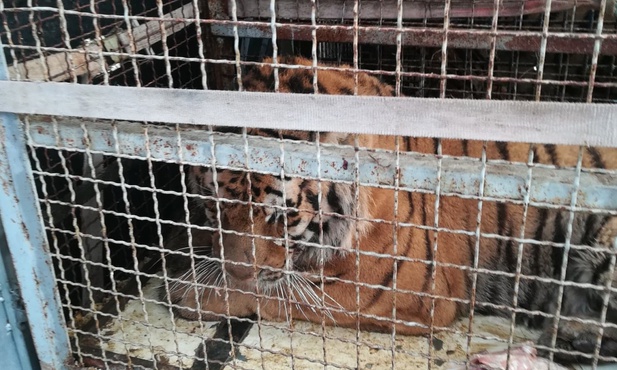 Tygrysy utknęły na polsko-białoruskim przejściu granicznym. Trafią teraz do zoo w Poznaniu