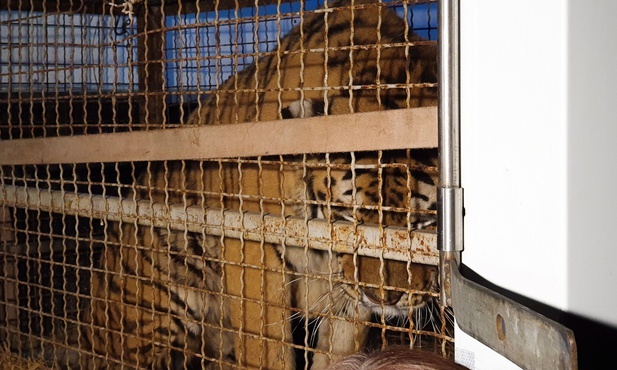 Wszystkie tygrysy, przewiezione do poznańskiego zoo, żyją