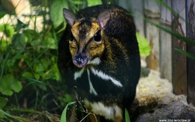 Odnaleźli zaginiony gatunek zwierząt dzięki pomocy wrocławskiego ZOO