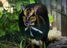 Odnaleźli zaginiony gatunek zwierząt dzięki pomocy wrocławskiego ZOO