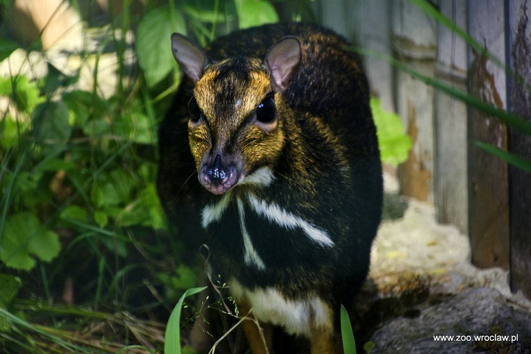 Odnaleźli zaginiony gatunek zwierząt dzięki pomocy wrocławskiego ZOO