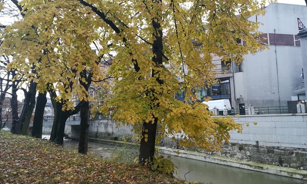 Bielsko-Biała. Drzewa pod specjalną ochroną