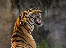 Co dalej z uratowanymi tygrysami?