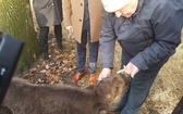 Mały żubr urodził się w Pszczynie