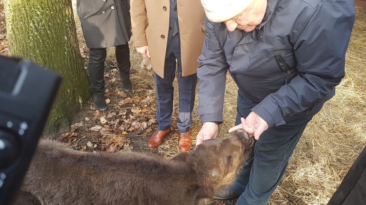 Mały żubr urodził się w Pszczynie