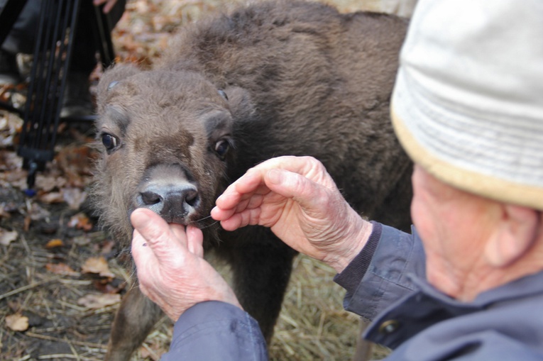 Pszczyna. Urodził się żubr
