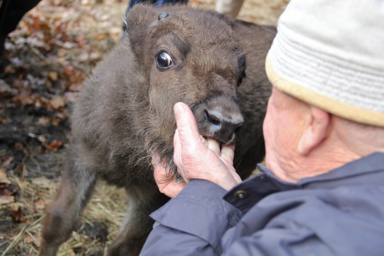 Pszczyna. Urodził się żubr