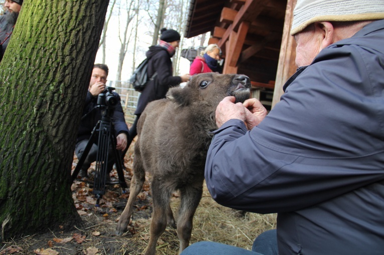 Pszczyna. Urodził się żubr