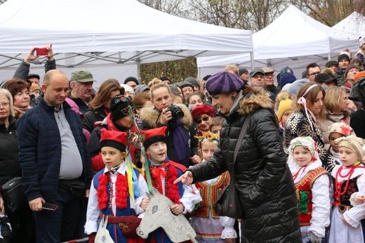 Osadzanie chochoła przed Rydlówką 2019