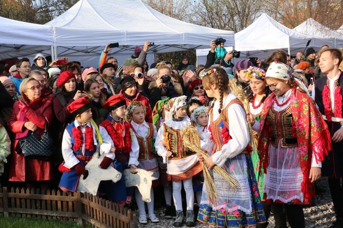 Osadzanie chochoła przed Rydlówką 2019