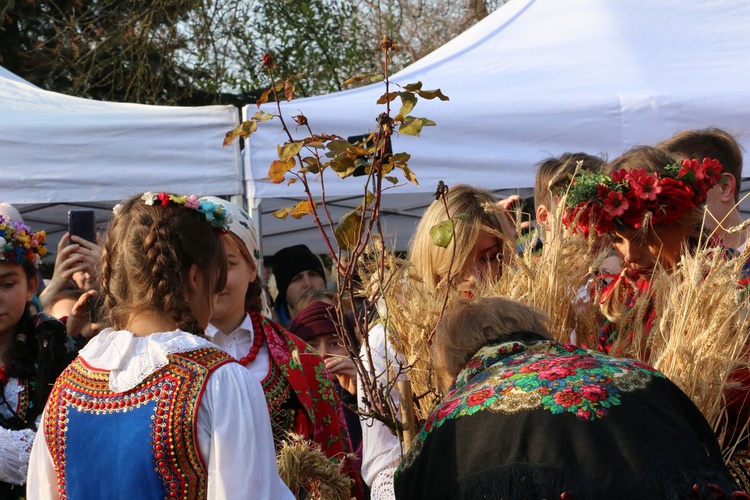 Osadzanie chochoła przed Rydlówką 2019