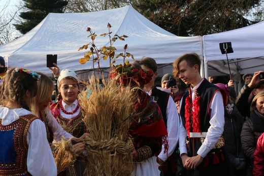 Osadzanie chochoła przed Rydlówką 2019