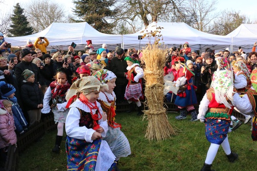 Osadzanie chochoła przed Rydlówką 2019