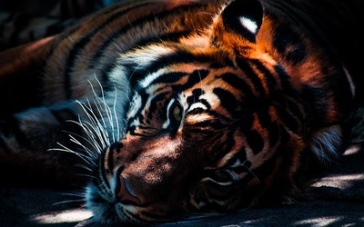 W poznańskim zoo trwają przygotowywania do wyjazdu pięciu tygrysów do Hiszpanii