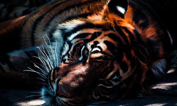 W poznańskim zoo trwają przygotowywania do wyjazdu pięciu tygrysów do Hiszpanii