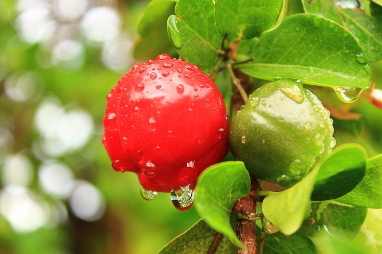 Acerola - odpornościowa bomba