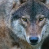 Polskie wilki zróżnicowane genetycznie