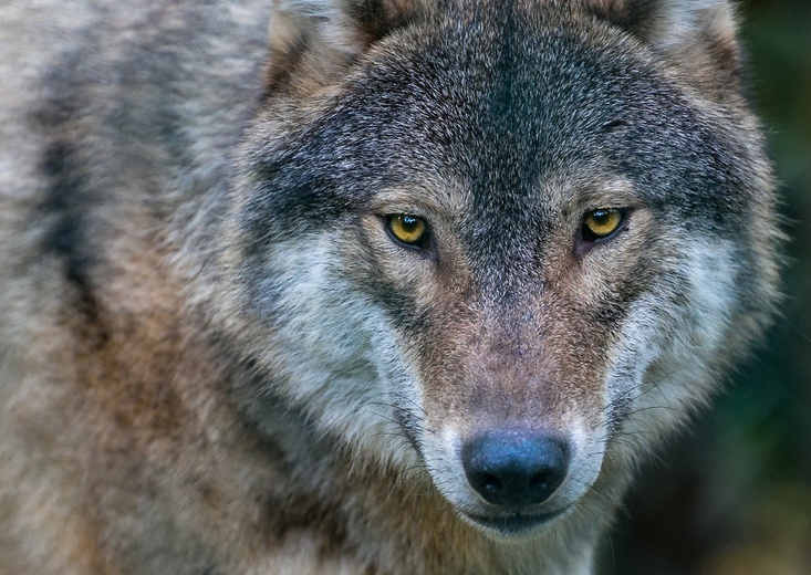 Polskie wilki zróżnicowane genetycznie
