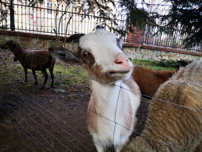 Szopka i kiermasz w Dębnie