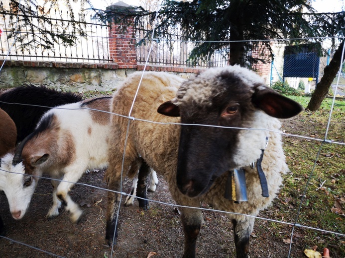 Szopka i kiermasz w Dębnie