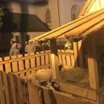 Pasterka w konkatederze Narodzenia NMP w Żywcu - 2019