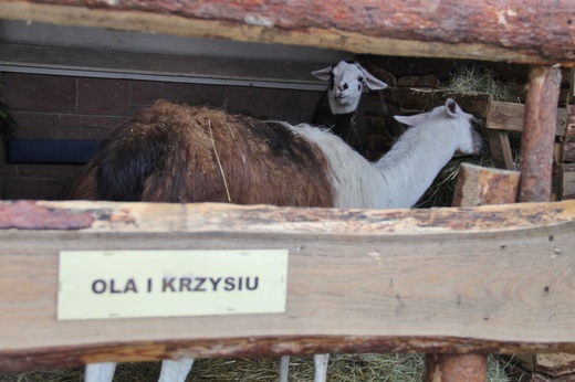 Piekarskie Betlejem 2019/2020