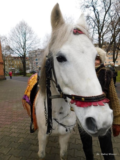 Orszak Trzech Króli w Nowej Soli