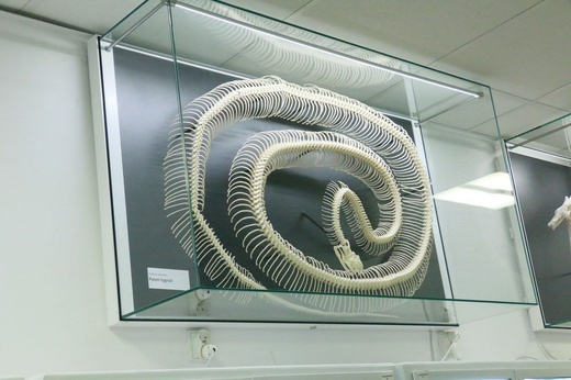 Noc Biologów na UMCS