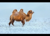 A camel held up a train in Russia