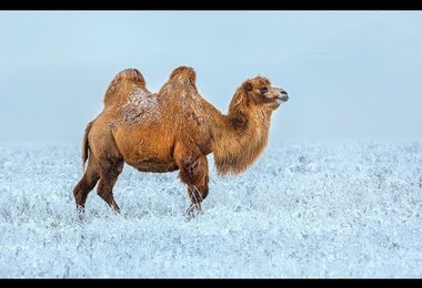 A camel held up a train in Russia