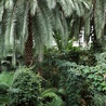 W gliwickiej palmiarni można poczuć się jak w dżungli
